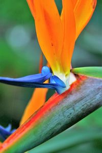 Close-up of flower against blurred background