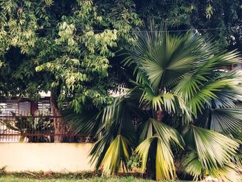 Palm trees
