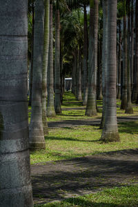 Trees in forest