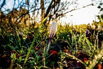 Close-up of plant growing on field