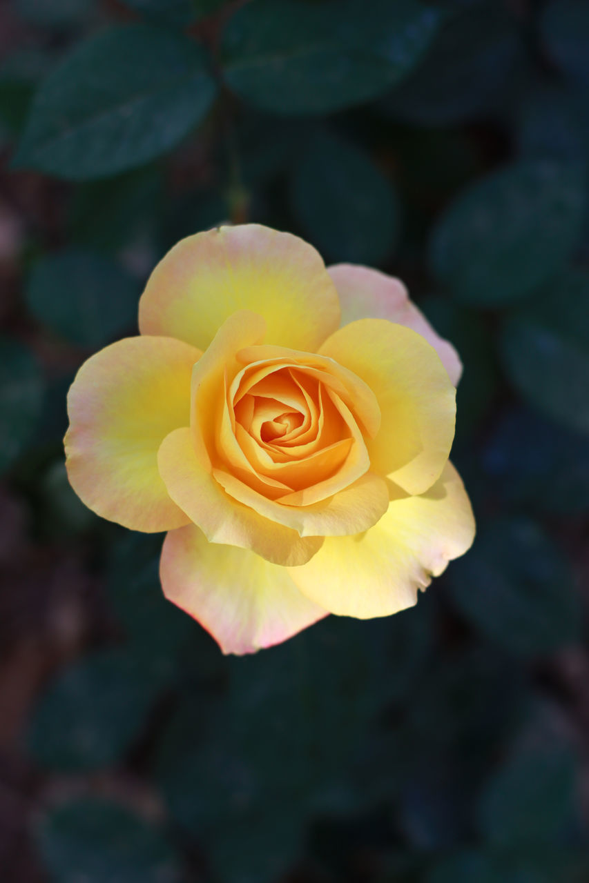 CLOSE-UP OF ROSE AGAINST YELLOW ROSES