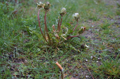 Close-up of plant growing on grassy field