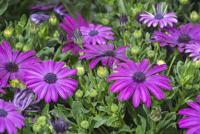 Close-up of pink flowers