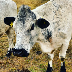 Cows standing in a field