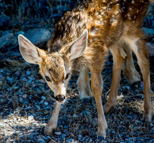 Deer on field