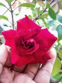 Close-up of hand holding red rose