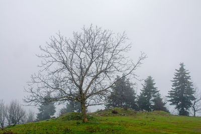 Bare tree on field against clear sky