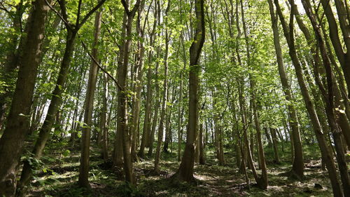 View of bamboo trees in forest