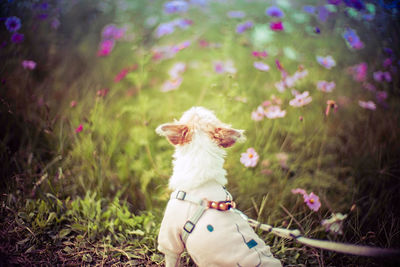 Dog looking away on field