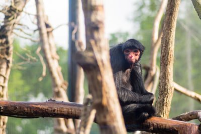 Monkey sitting on tree branch