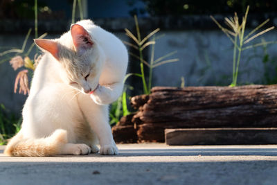 View of a cat looking away