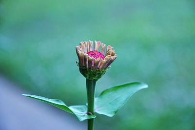 Close-up of pink zinnia flower bud opening 