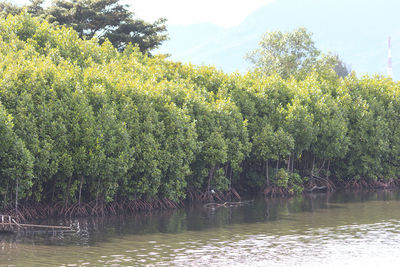 Scenic view of lake in forest against sky