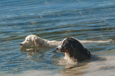 Dog swimming in lake