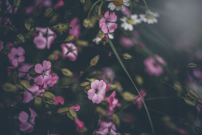 Close-up of pink flowering plants