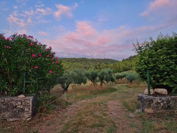 Trees on field against sky