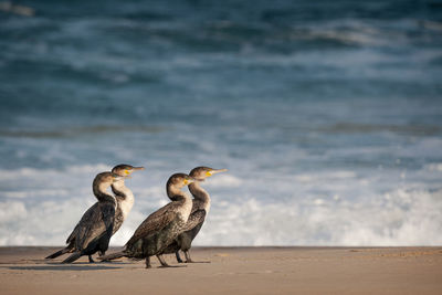 Close-up of bird perching on beach