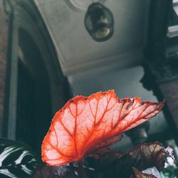 Close-up of autumn leaf on water