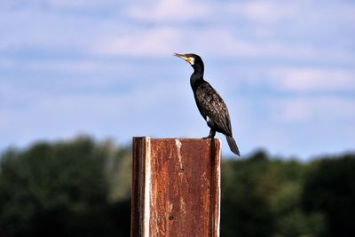 Bird perching on wooden post