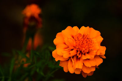 Close-up of orange marigold blooming outdoors