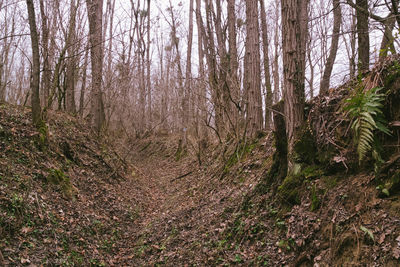 View of trees in forest