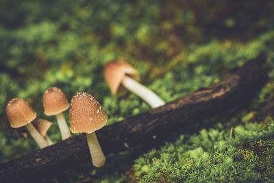 Close-up of mushroom growing on field