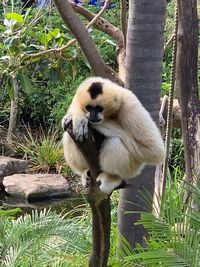 Sheep sitting on tree trunk in zoo