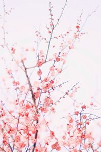 Low angle view of cherry blossoms