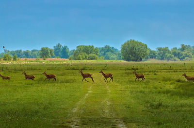 Horses grazing on field