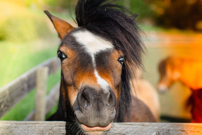 Close-up portrait of a horse