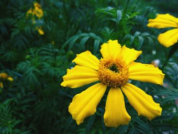 Close-up of yellow flowering plant