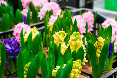 Multi-colored hyacinths in pots. sale at flower shop. home gardening concept.