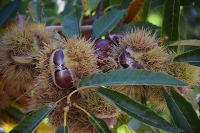 Close-up of fruits growing on plant