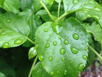 Waterdrops on leaves