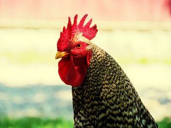 Close-up of rooster