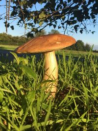 Close-up of mushroom growing on field
