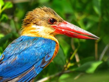 Close-up of a bird