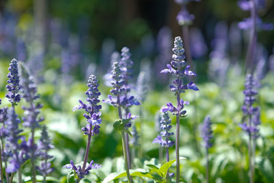 Close-up of purple flowering plant