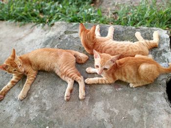 Cat lying on the ground