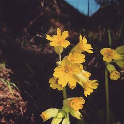 Close-up of yellow flower