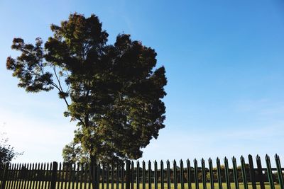 Low angle view of trees against clear blue sky