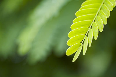 Close-up of fresh green leaves