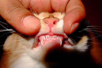 Close-up of hand holding cat