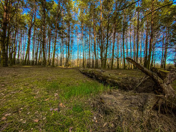 Trees in forest