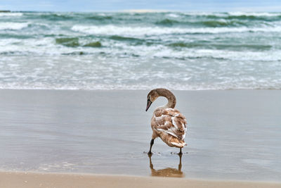 Young brown colored white swan walking by blue waters of baltic sea. swan chick. mute swan