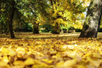 Scenic view of field