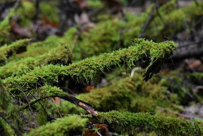 Close-up of moss growing on tree in forest