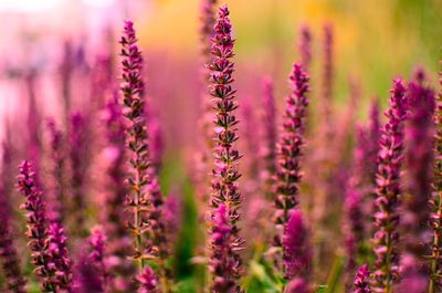 Close-up of lavender flowers blooming on field