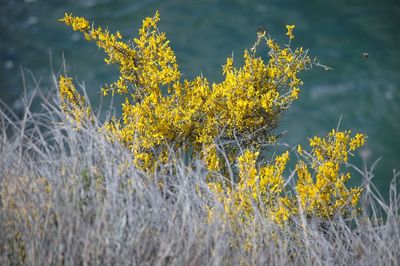 Yellow flowers growing in field