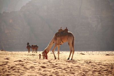 Horses riding horse on sand